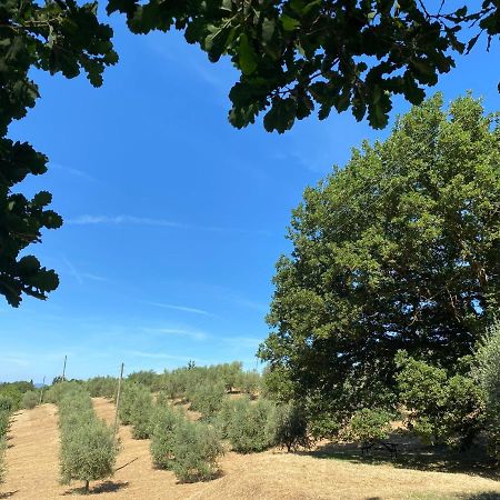 La Casina Della Quercia, Your Tuscan Oak Tree House 오스테리아 델레 노치 외부 사진