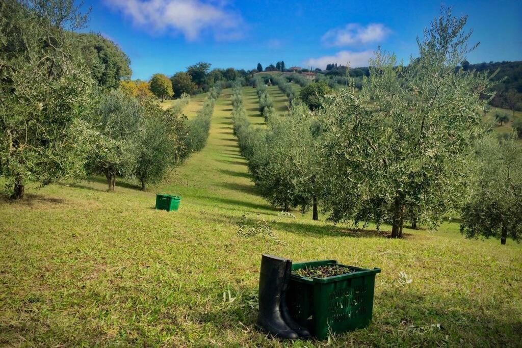 La Casina Della Quercia, Your Tuscan Oak Tree House 오스테리아 델레 노치 외부 사진