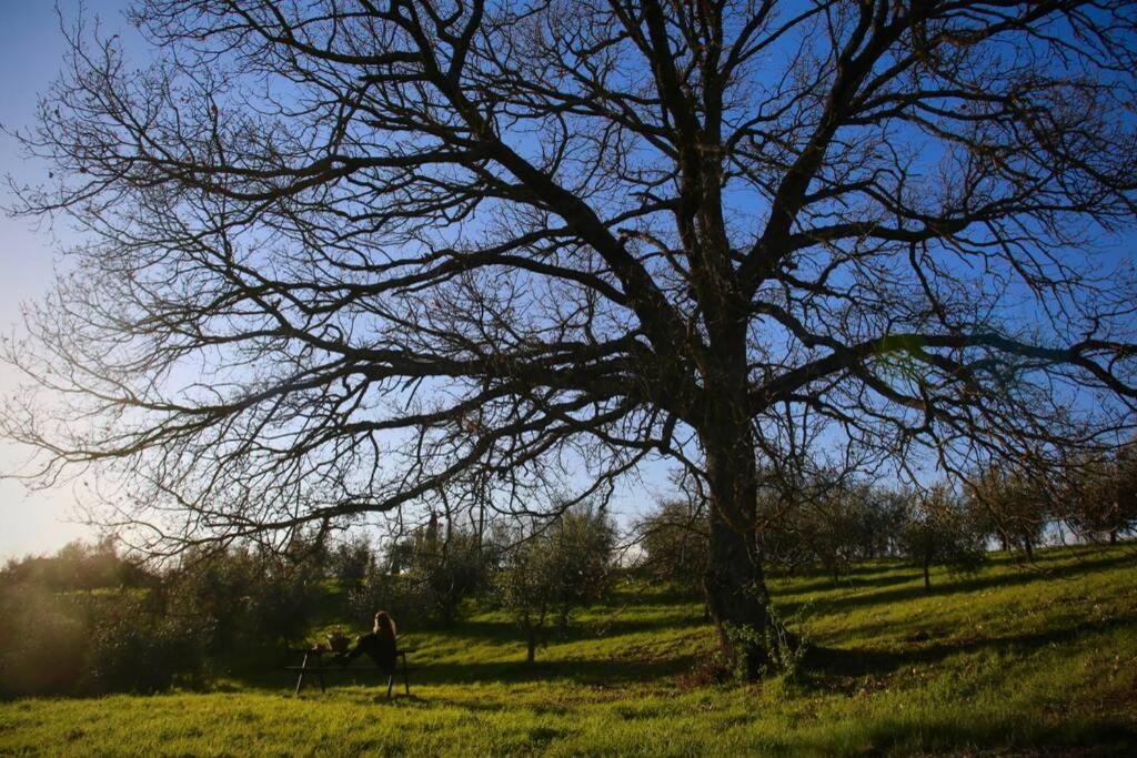 La Casina Della Quercia, Your Tuscan Oak Tree House 오스테리아 델레 노치 외부 사진
